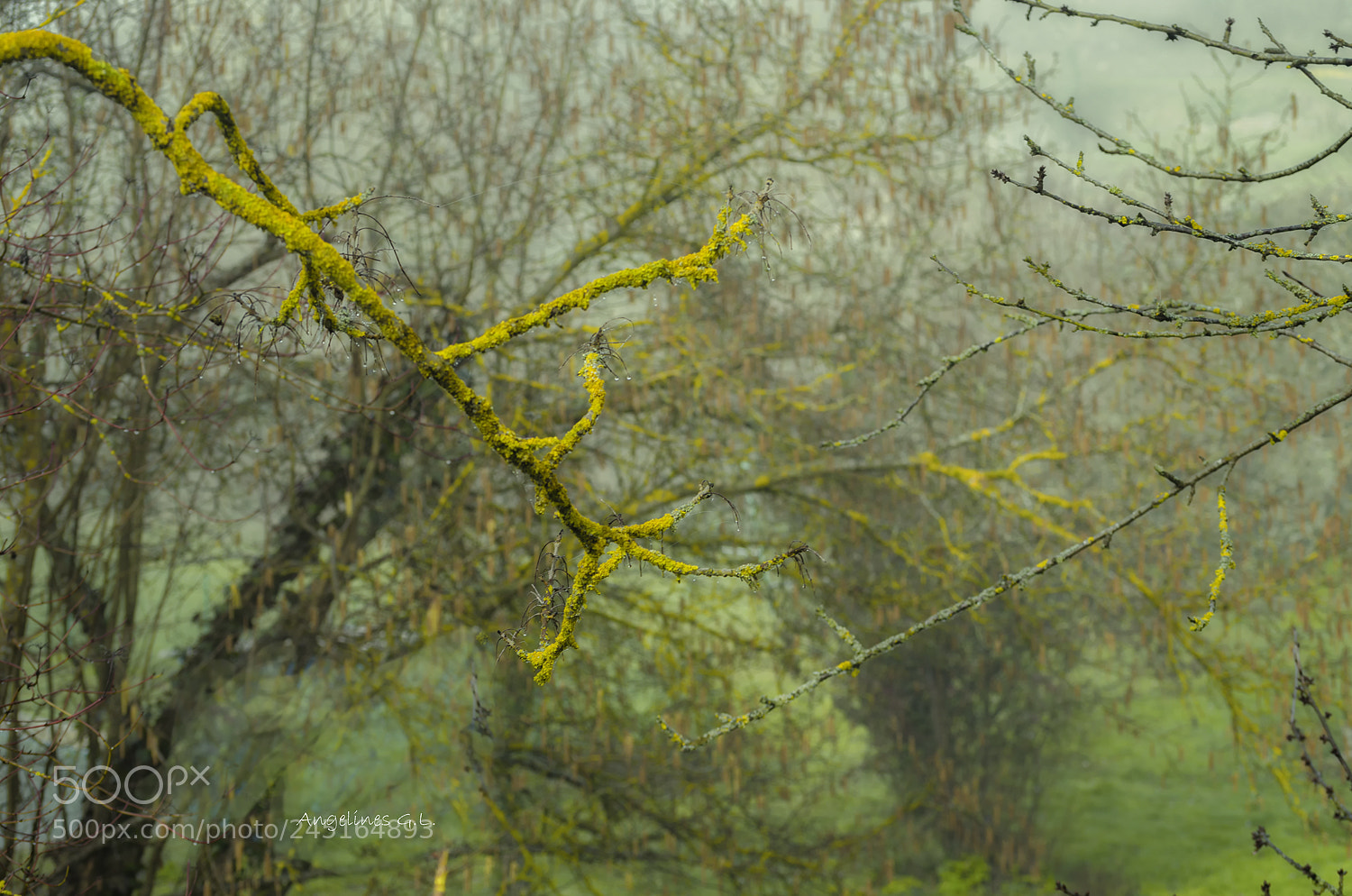 Nikon D5100 sample photo. Ramas photography