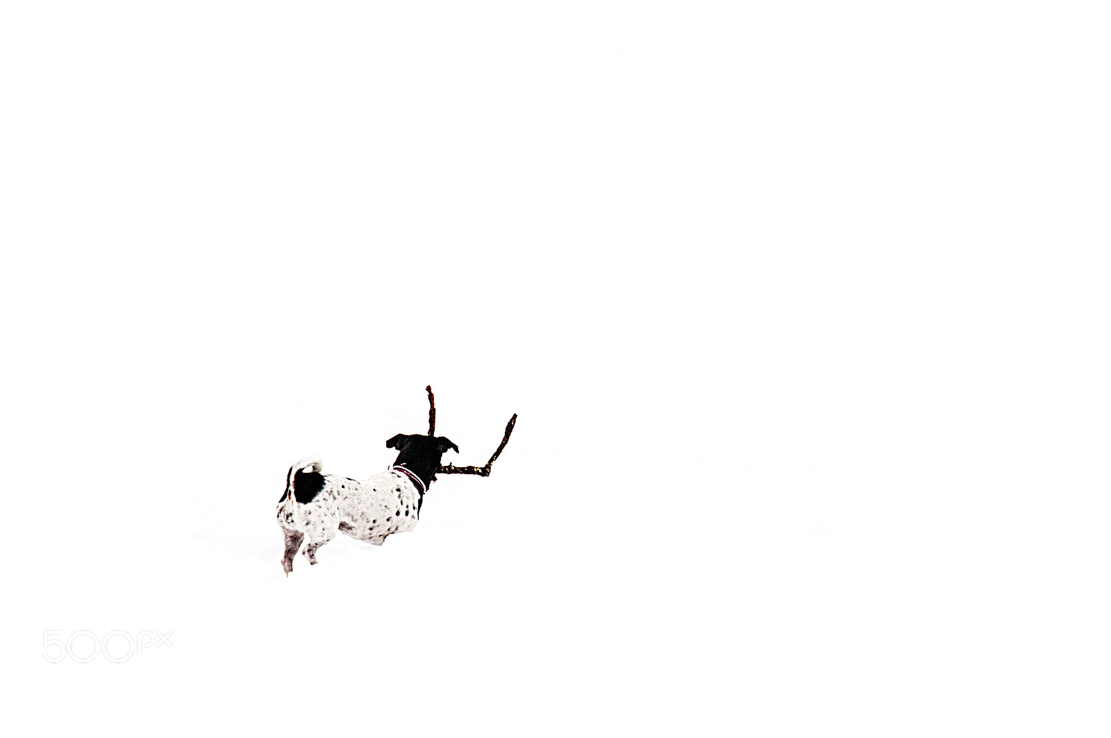 Nikon D300 sample photo. Dog in snow photography