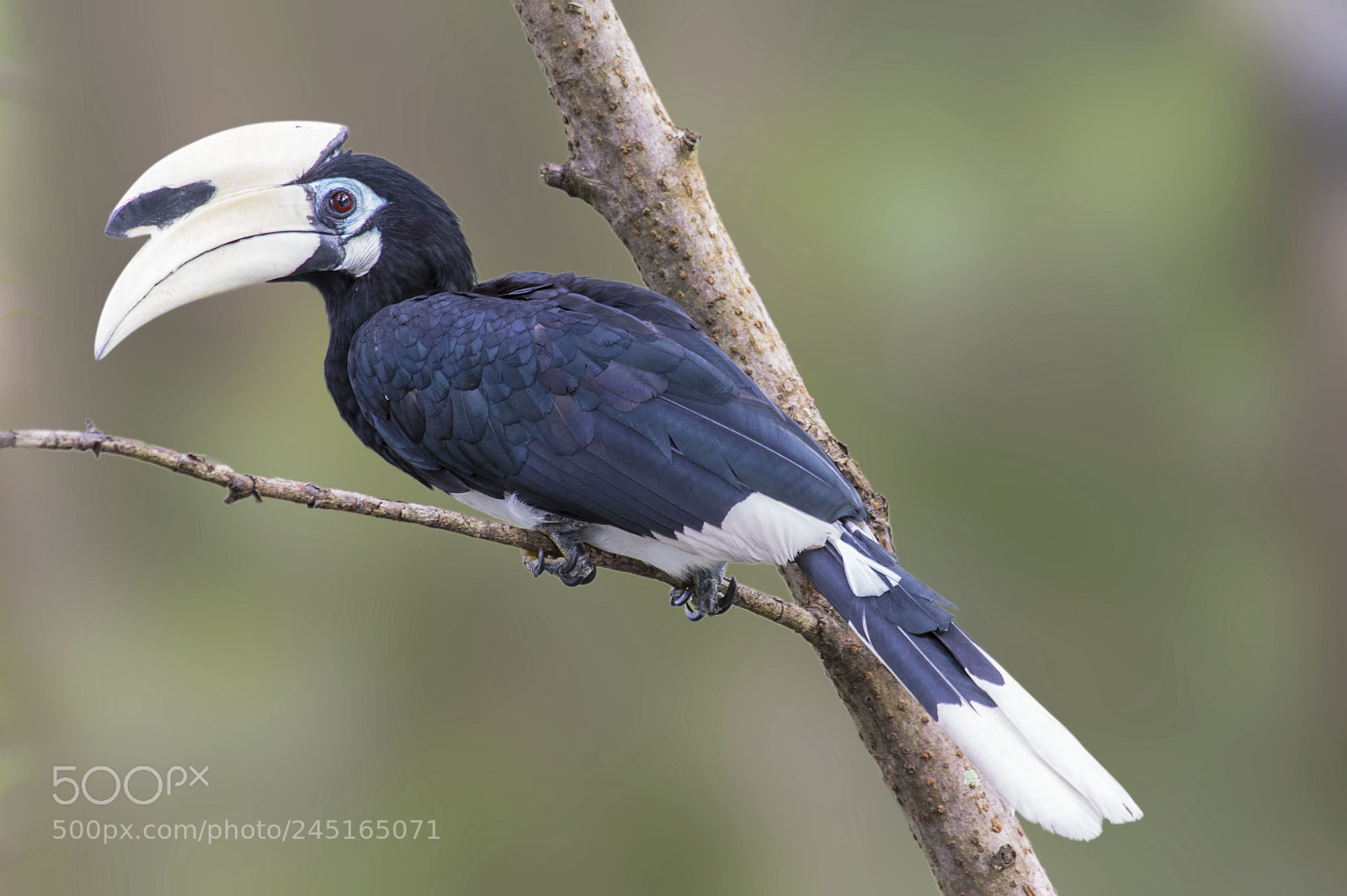 Nikon D4 sample photo. Oriental pied hornbill photography