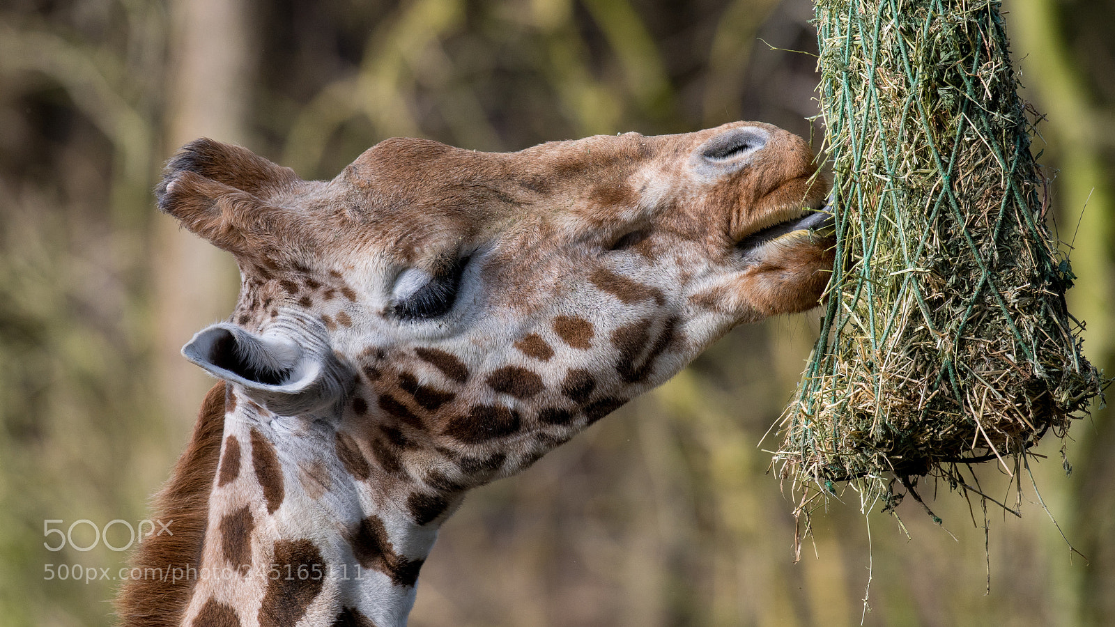 Nikon D500 sample photo. Lunch time :) photography