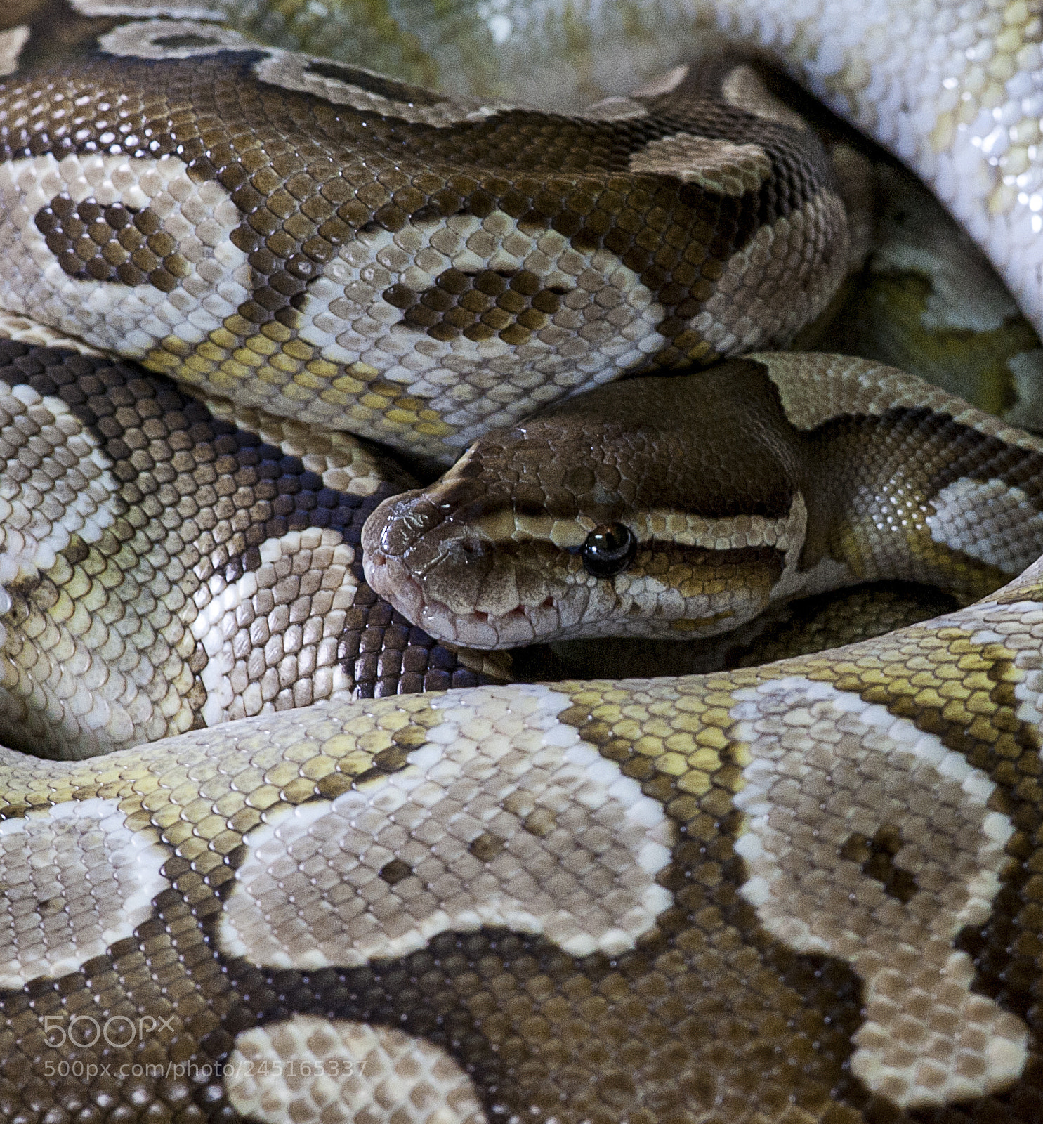 Nikon D700 sample photo. Snake photography