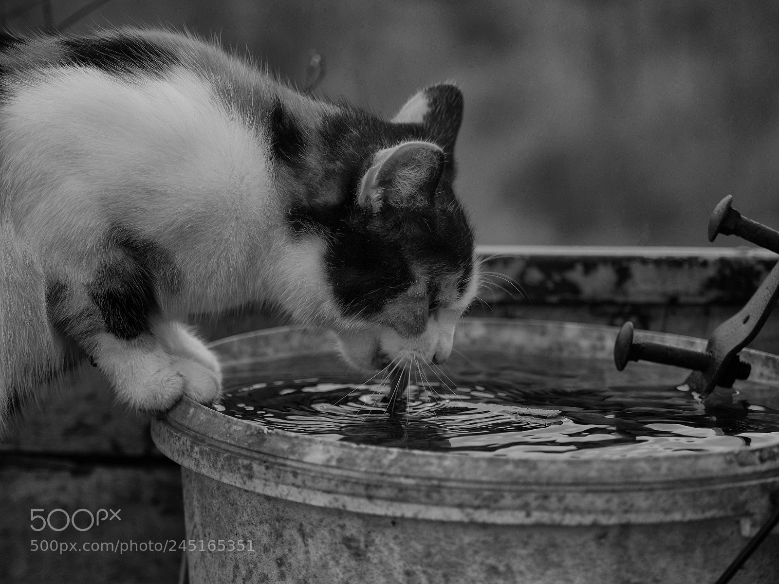 Olympus OM-D E-M1 sample photo. Thirsty / durstig photography