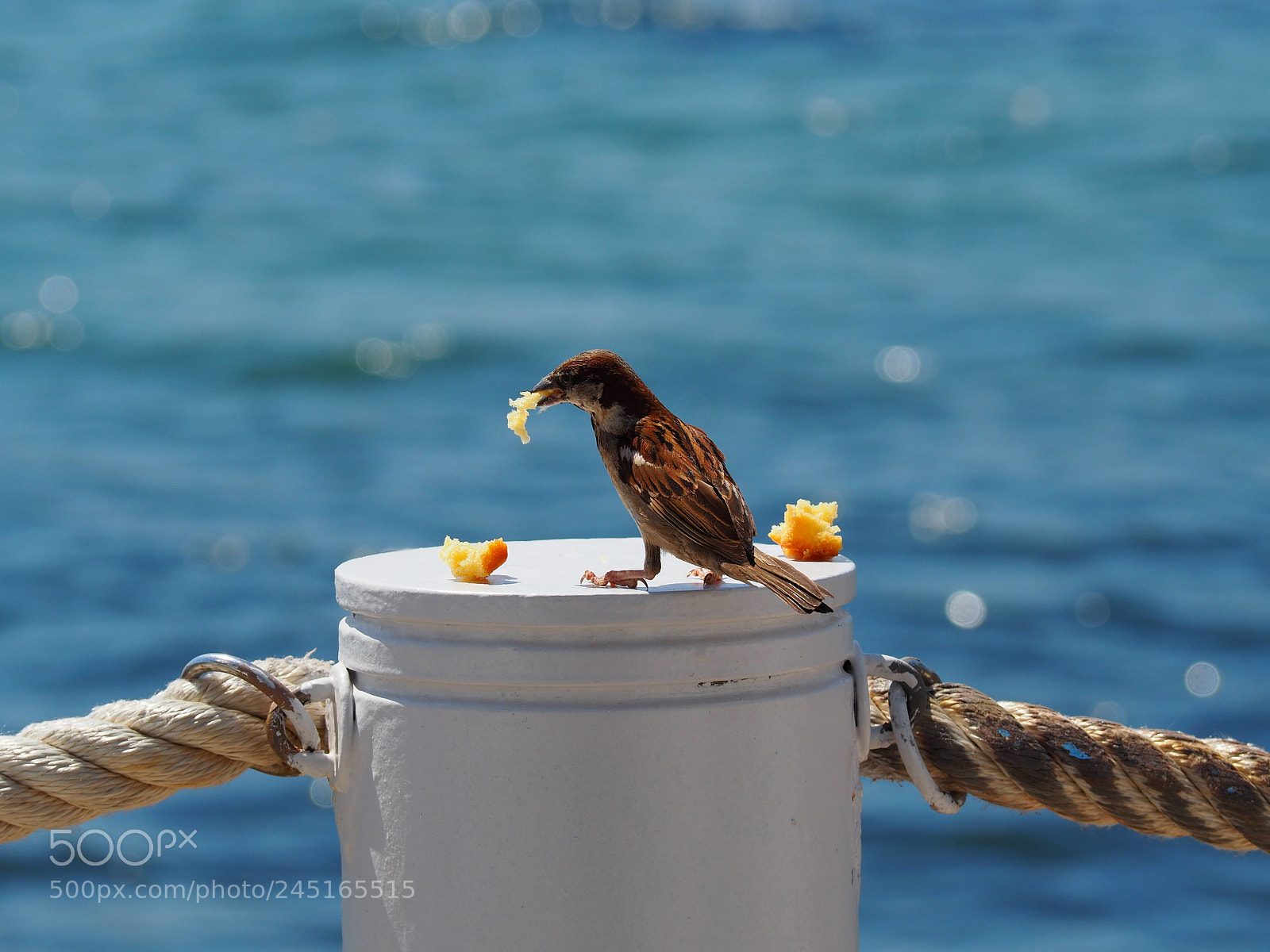 Olympus OM-D E-M10 II sample photo. I am hungry ! photography