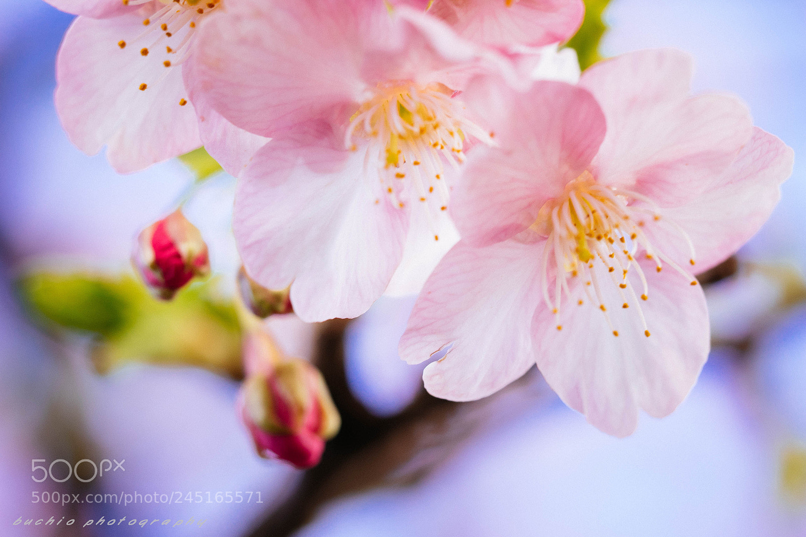 Olympus OM-D E-M1 sample photo. Kawazu cherry tree photography