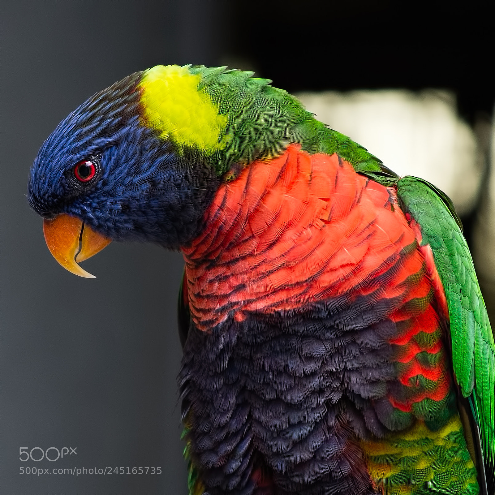 Nikon D7200 sample photo. Rainbow lorikeet photography