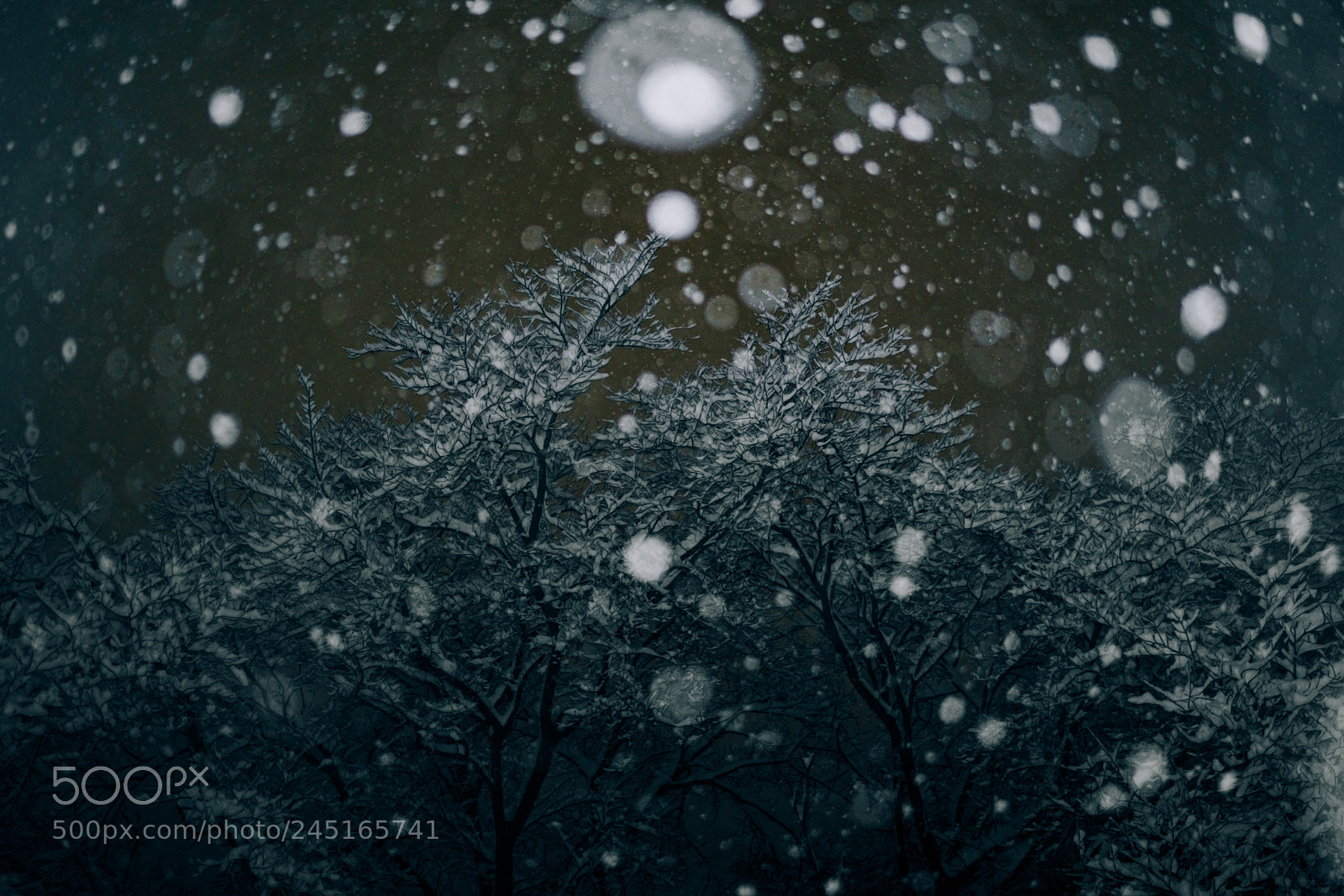 Sony a7R III sample photo. Cherry tree of a photography