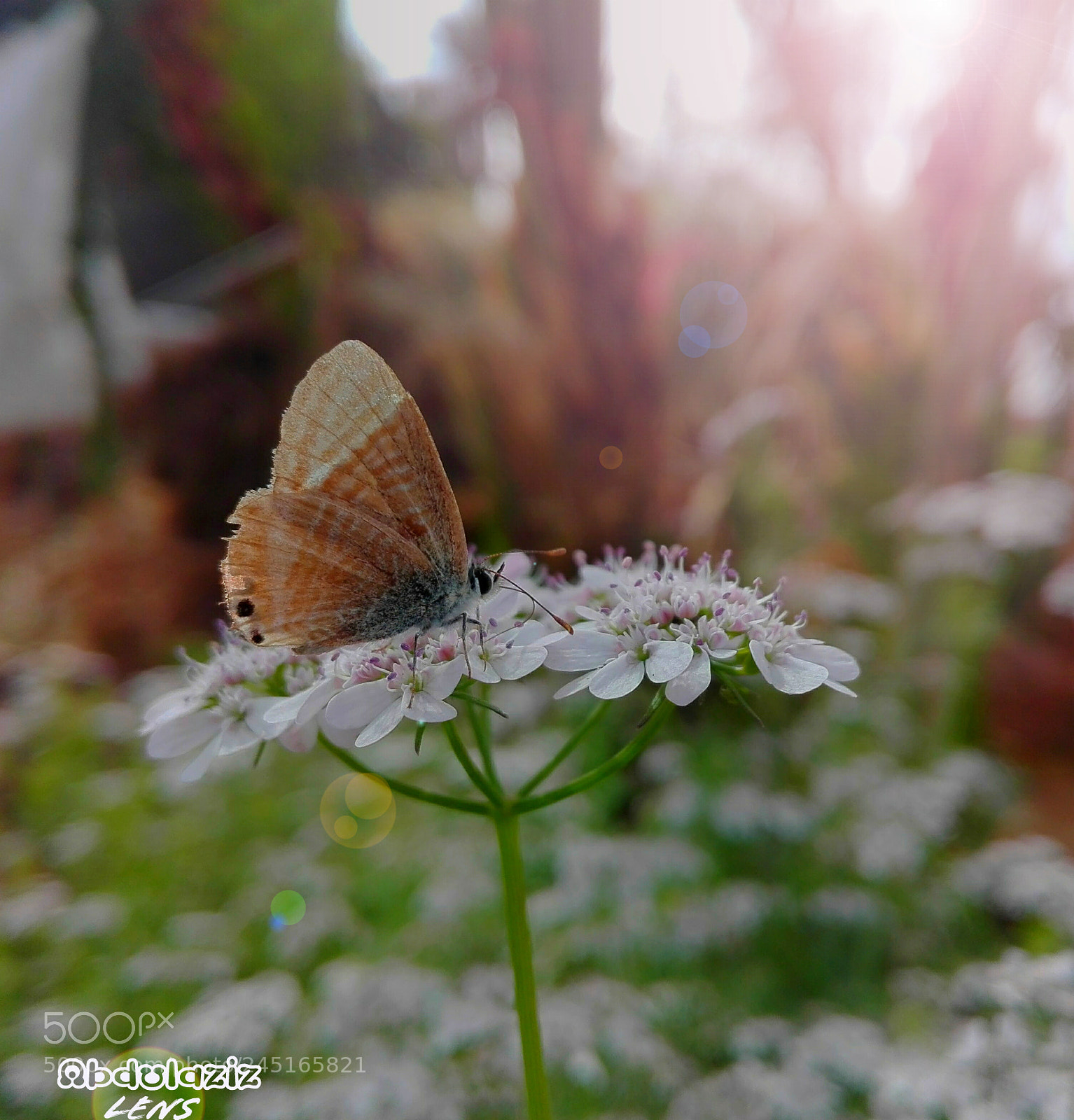 HUAWEI Y6II sample photo. Untitled photography