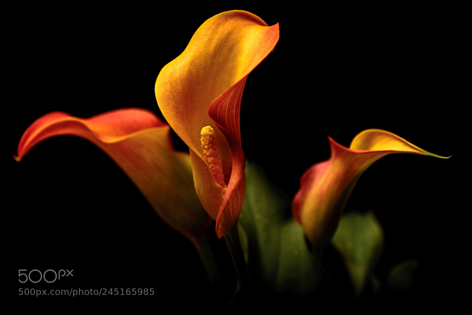Nikon D7100 sample photo. Calla lilies photography