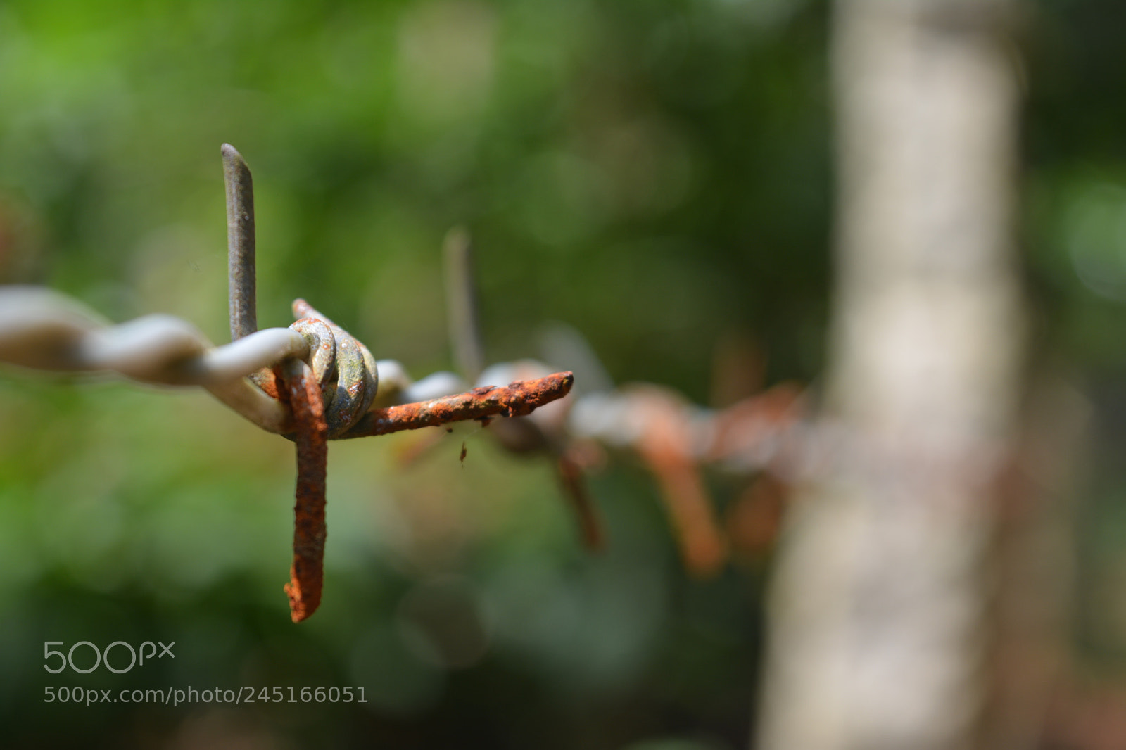 Nikon D5200 sample photo. Iron wire fence photography