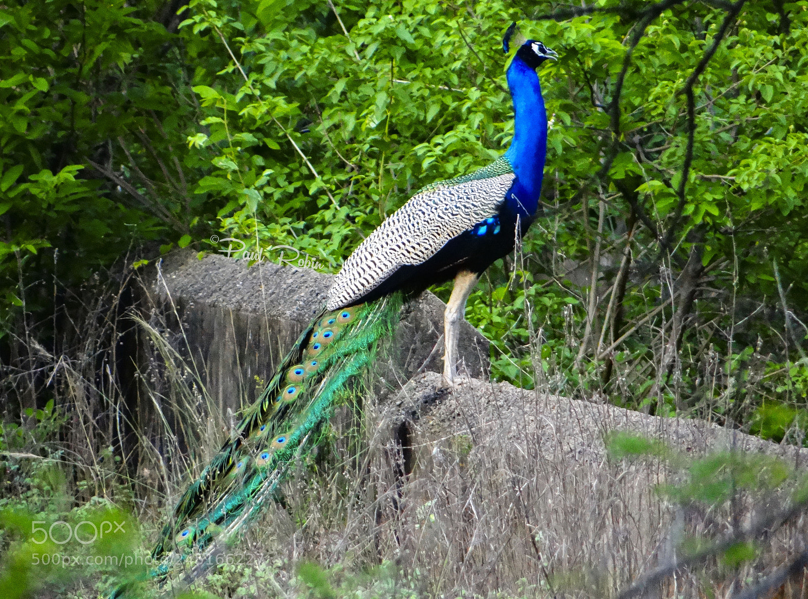 Sony DSC-HX200V sample photo. Peafowl photography