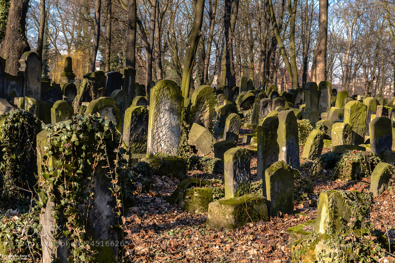 Nikon D7100 sample photo. The new jewish cemetery photography