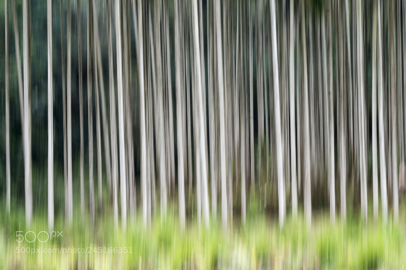 Fujifilm X-Pro1 sample photo. Trees in motion photography