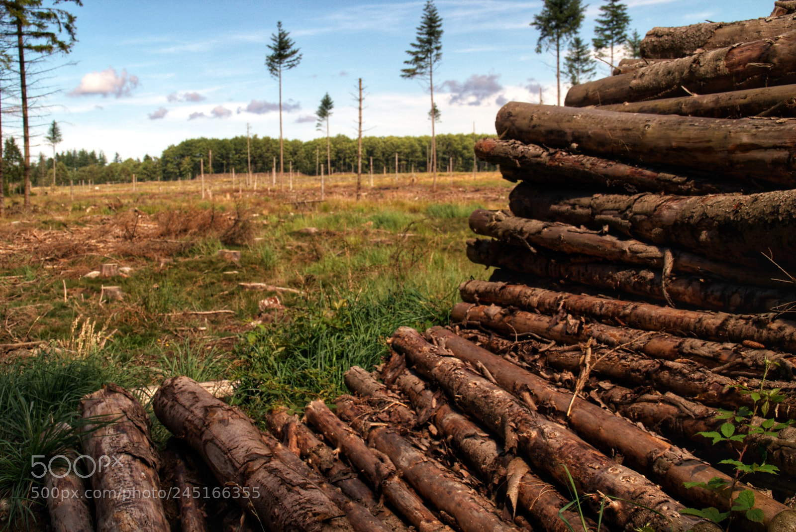 Sony SLT-A58 sample photo. Lumber in the woods photography