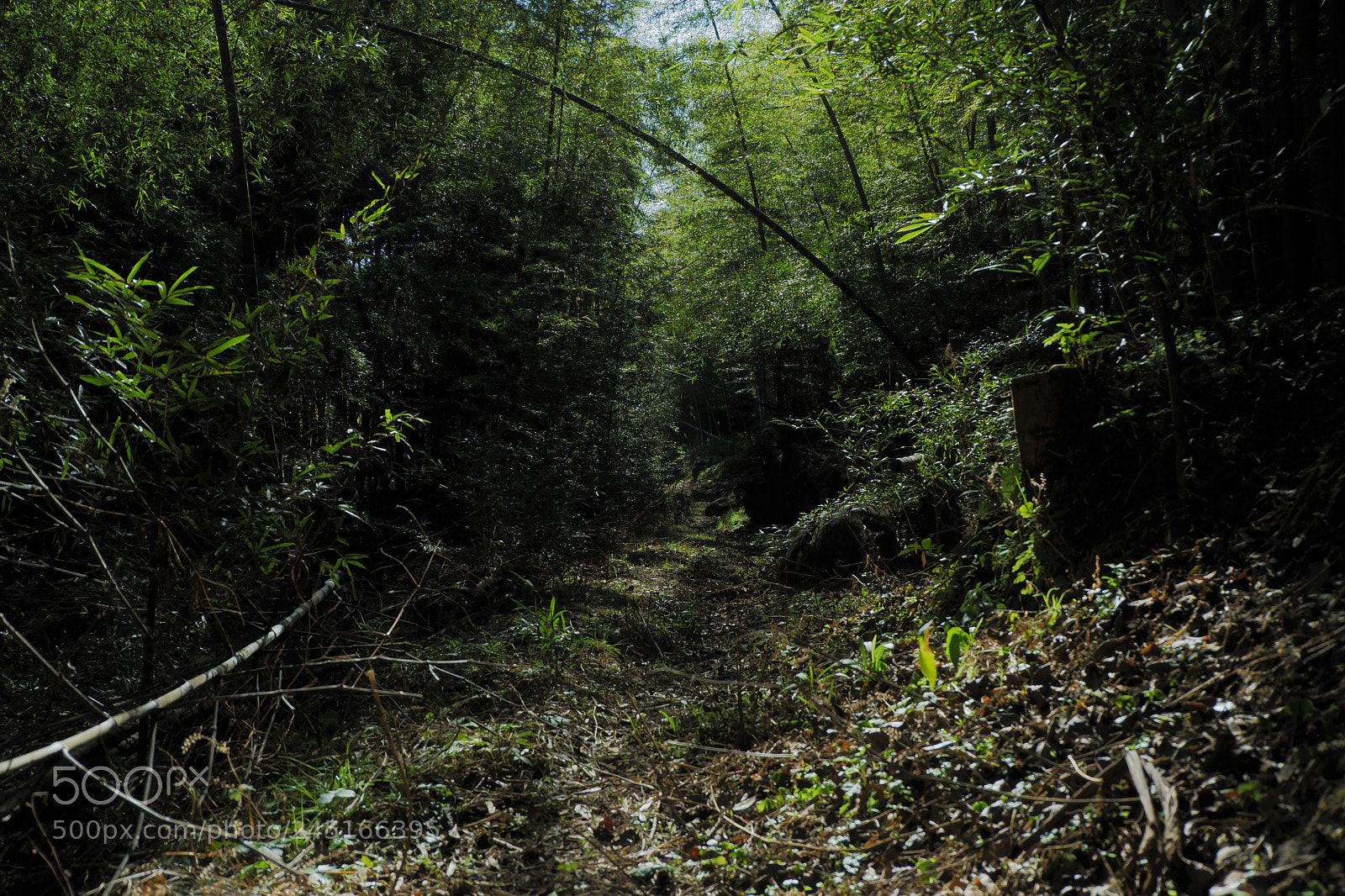 Fujifilm X-A3 sample photo. Forest path photography