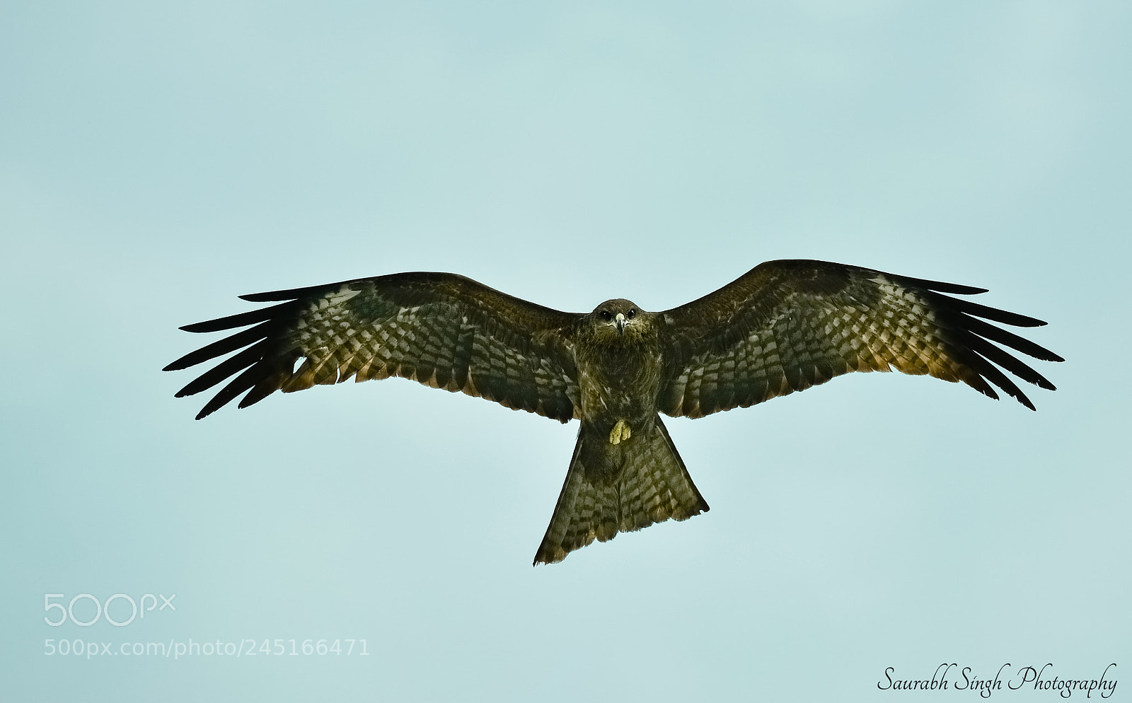 Nikon D5200 sample photo. Indian eagle photography