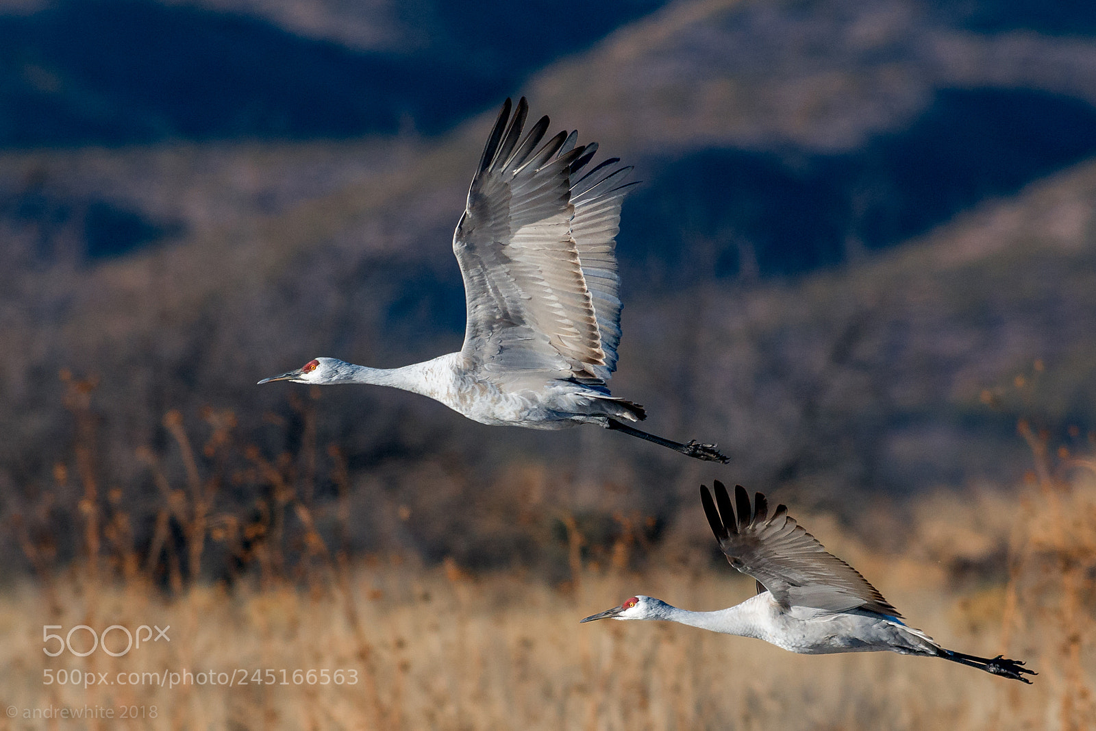 Nikon D800 sample photo. Two cranes photography