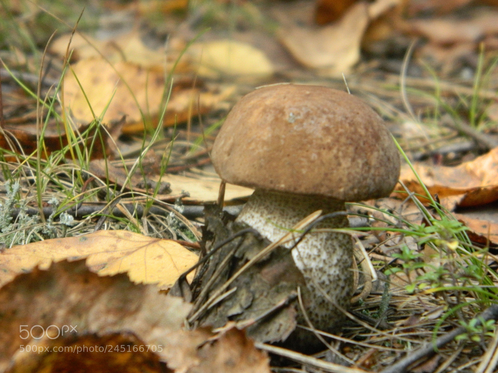 Nikon Coolpix L120 sample photo. Autumn birch mushroom on photography
