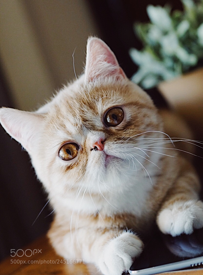 Sony Cyber-shot DSC-RX1R II sample photo. The cat s names photography