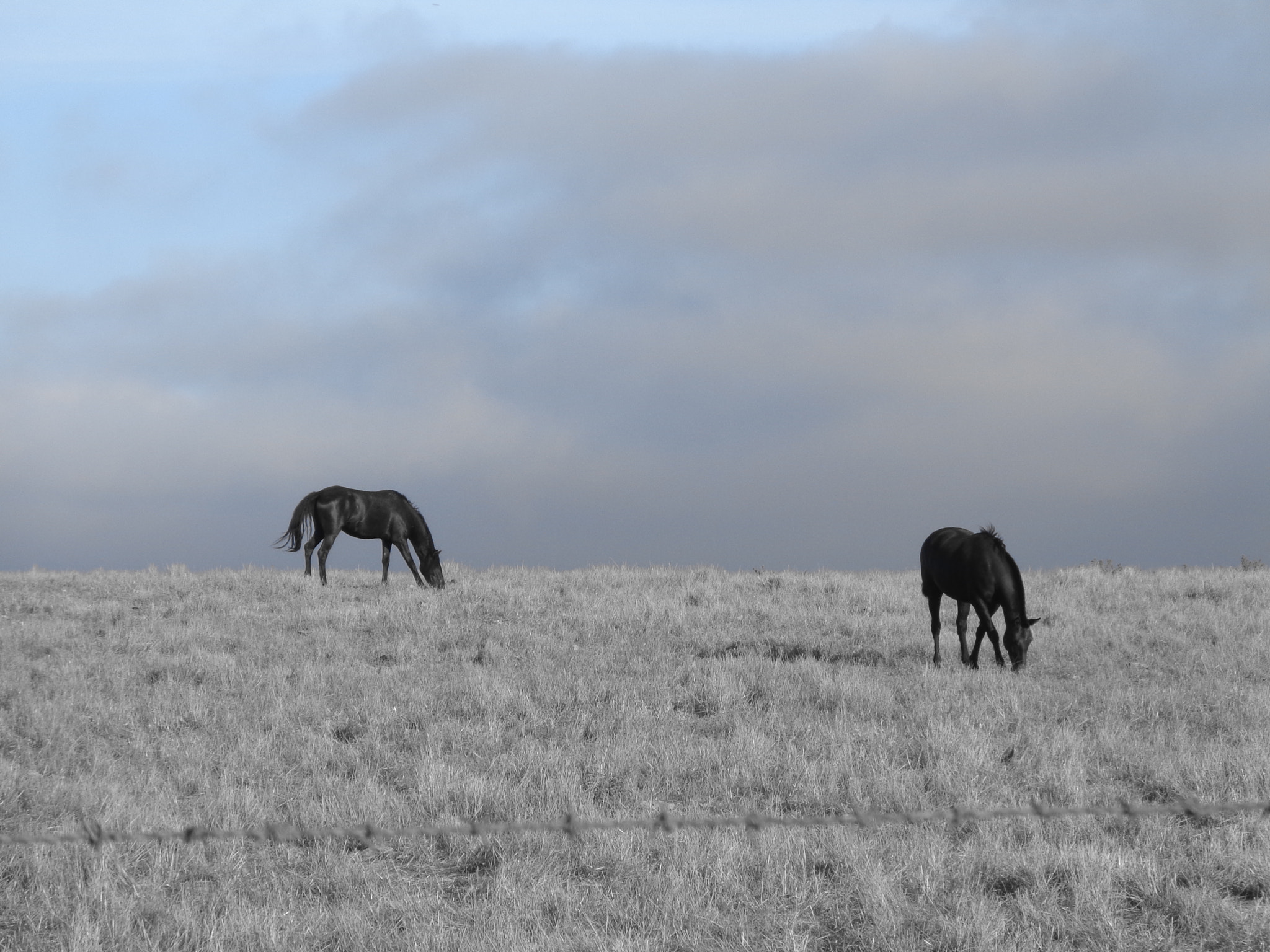 Sony Cyber-shot DSC-W730 sample photo. Horses photography