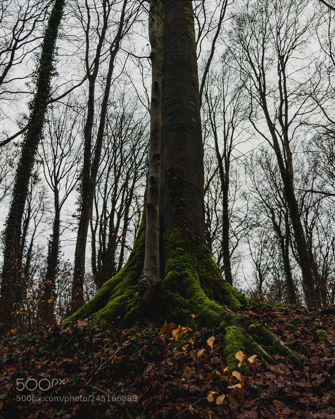 Nikon D3200 sample photo. D tail de la photography