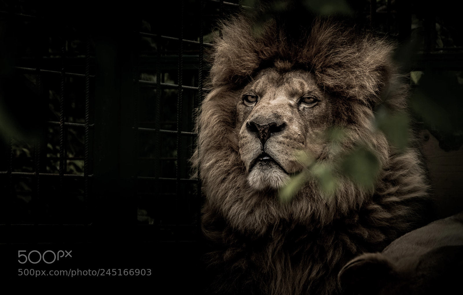 Nikon D3200 sample photo. Lion photography
