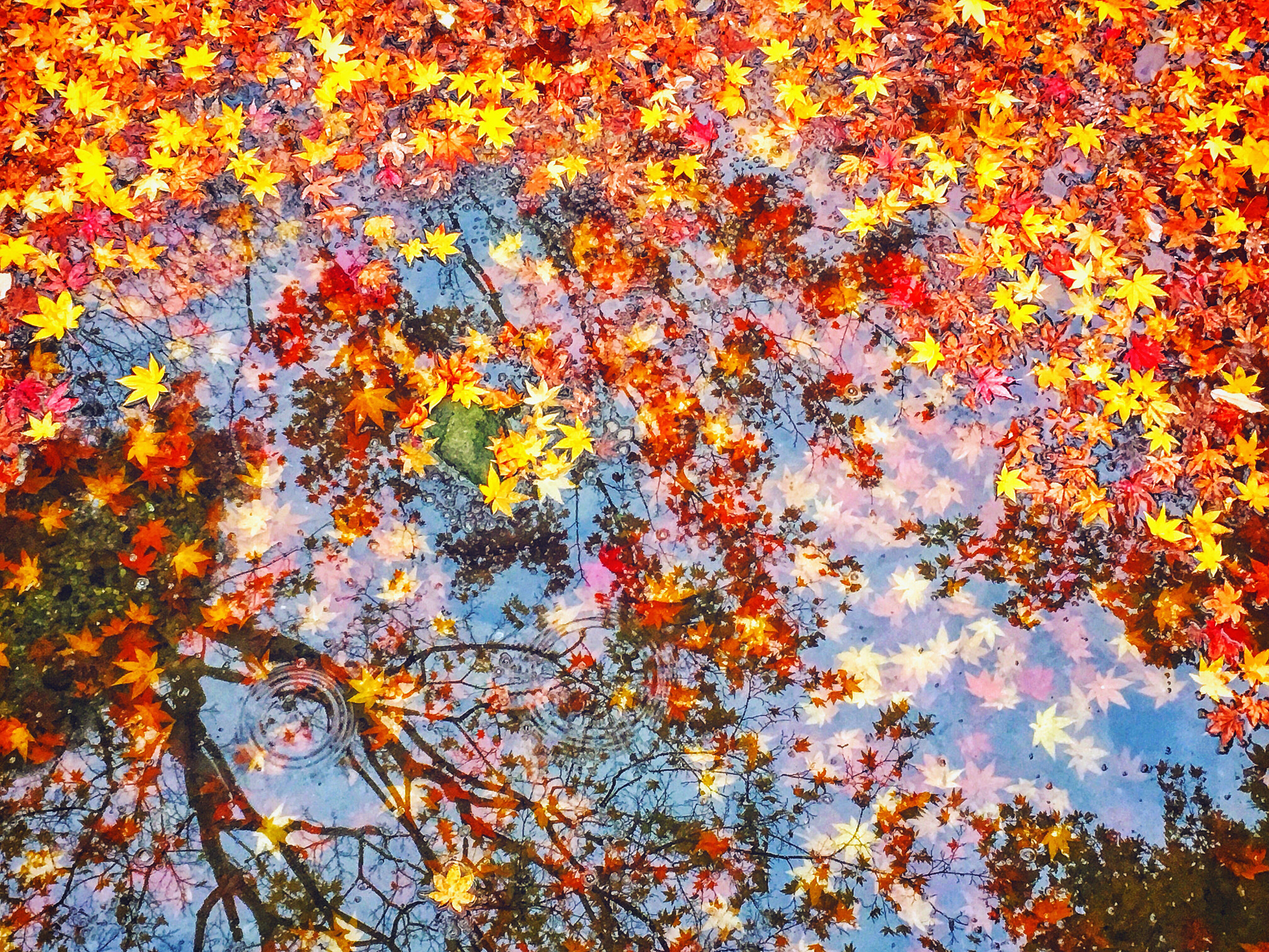 昭和記念公園  Tokyo