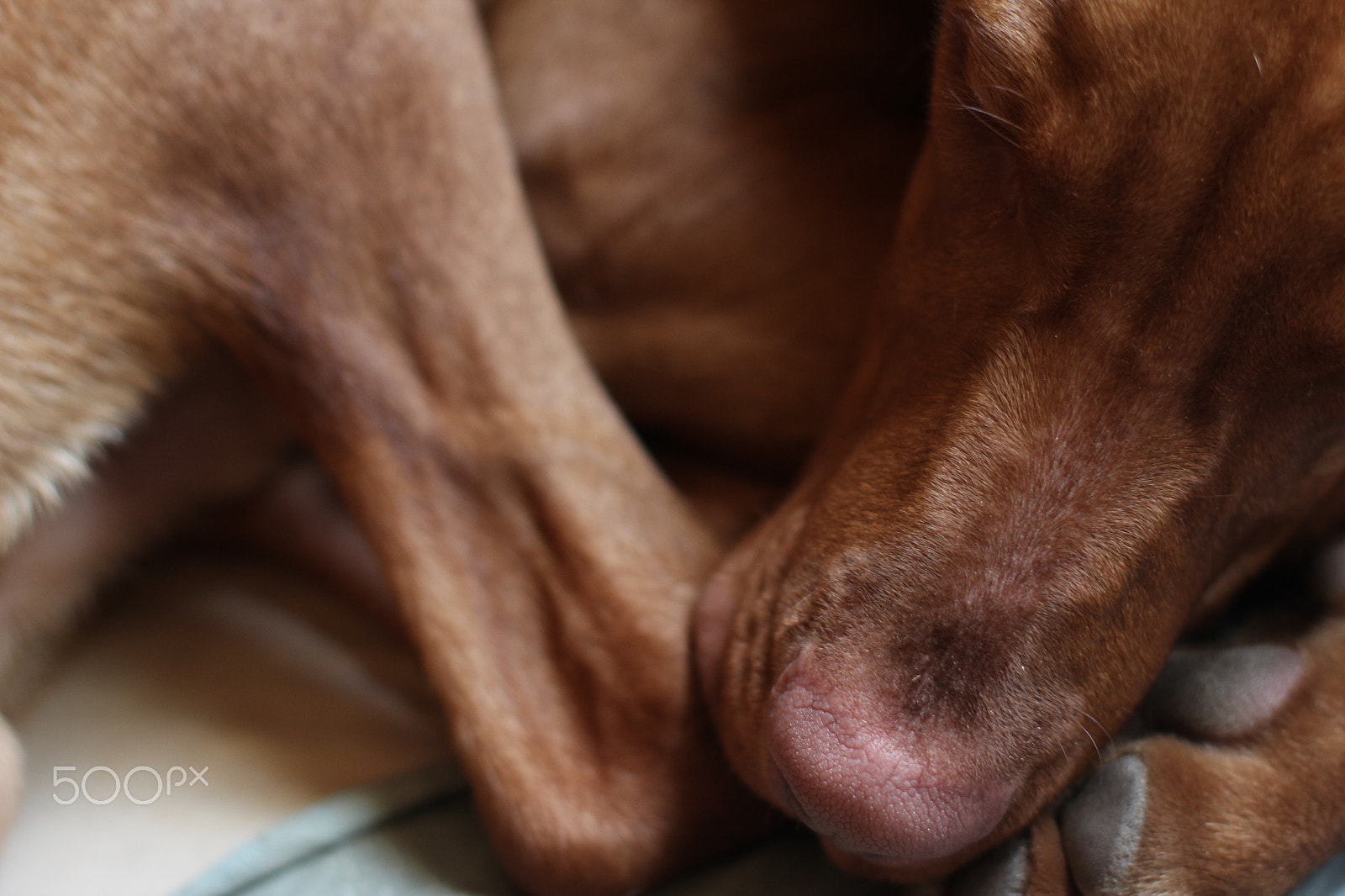 Canon EOS 60D + Canon EF 50mm F1.4 USM sample photo. Bones photography
