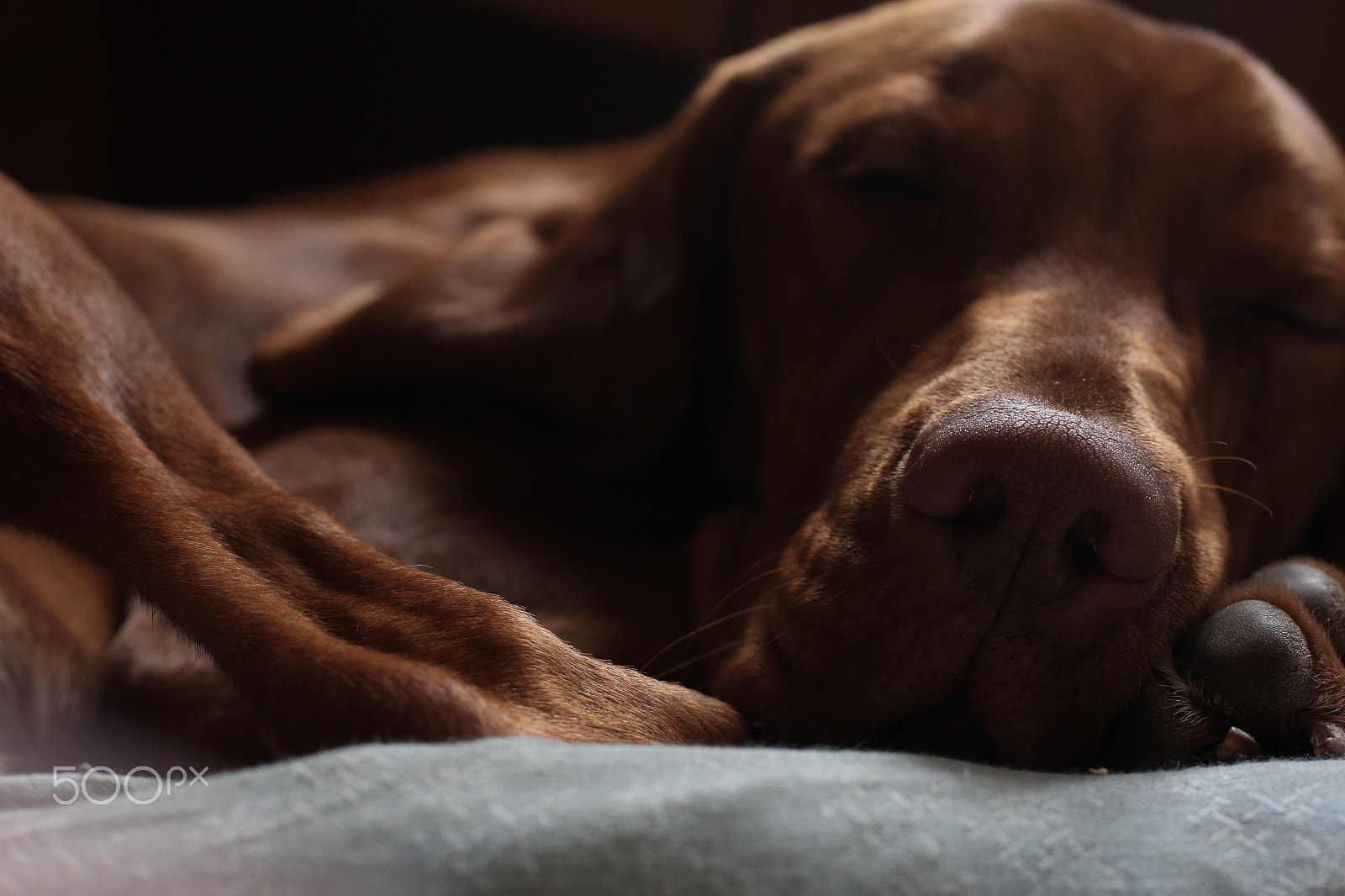 Canon EOS 60D + Canon EF 50mm F1.4 USM sample photo. Golden photography