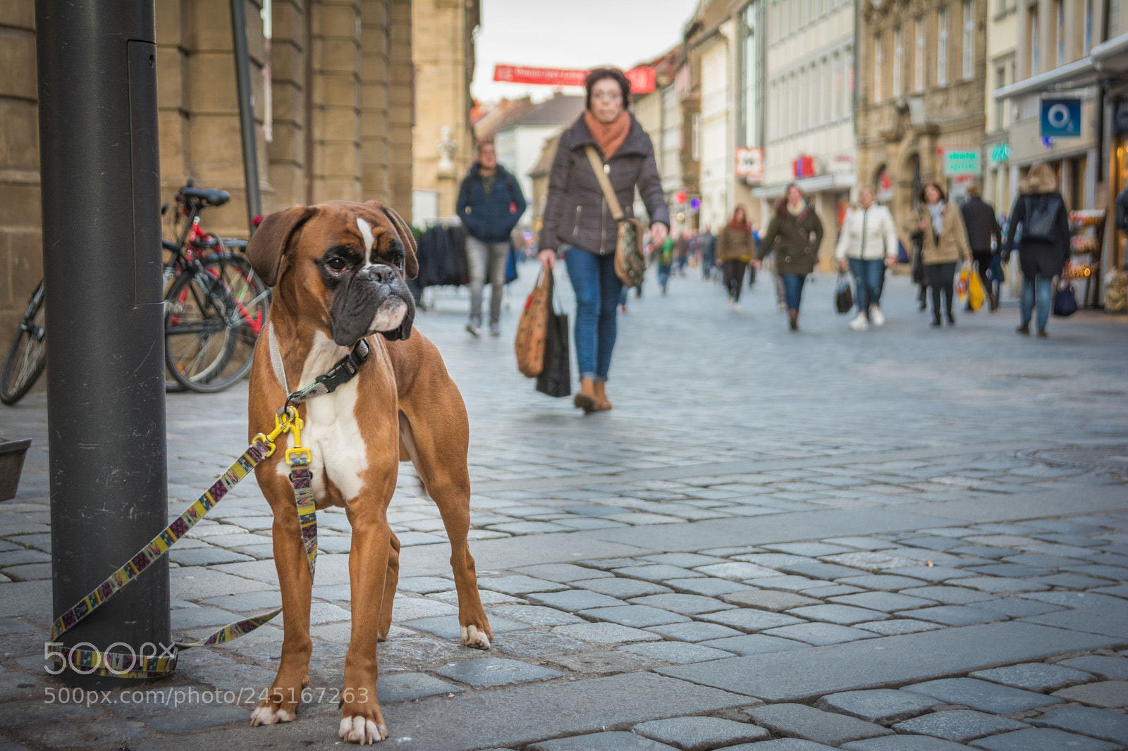 Nikon D7100 sample photo. Dog life photography