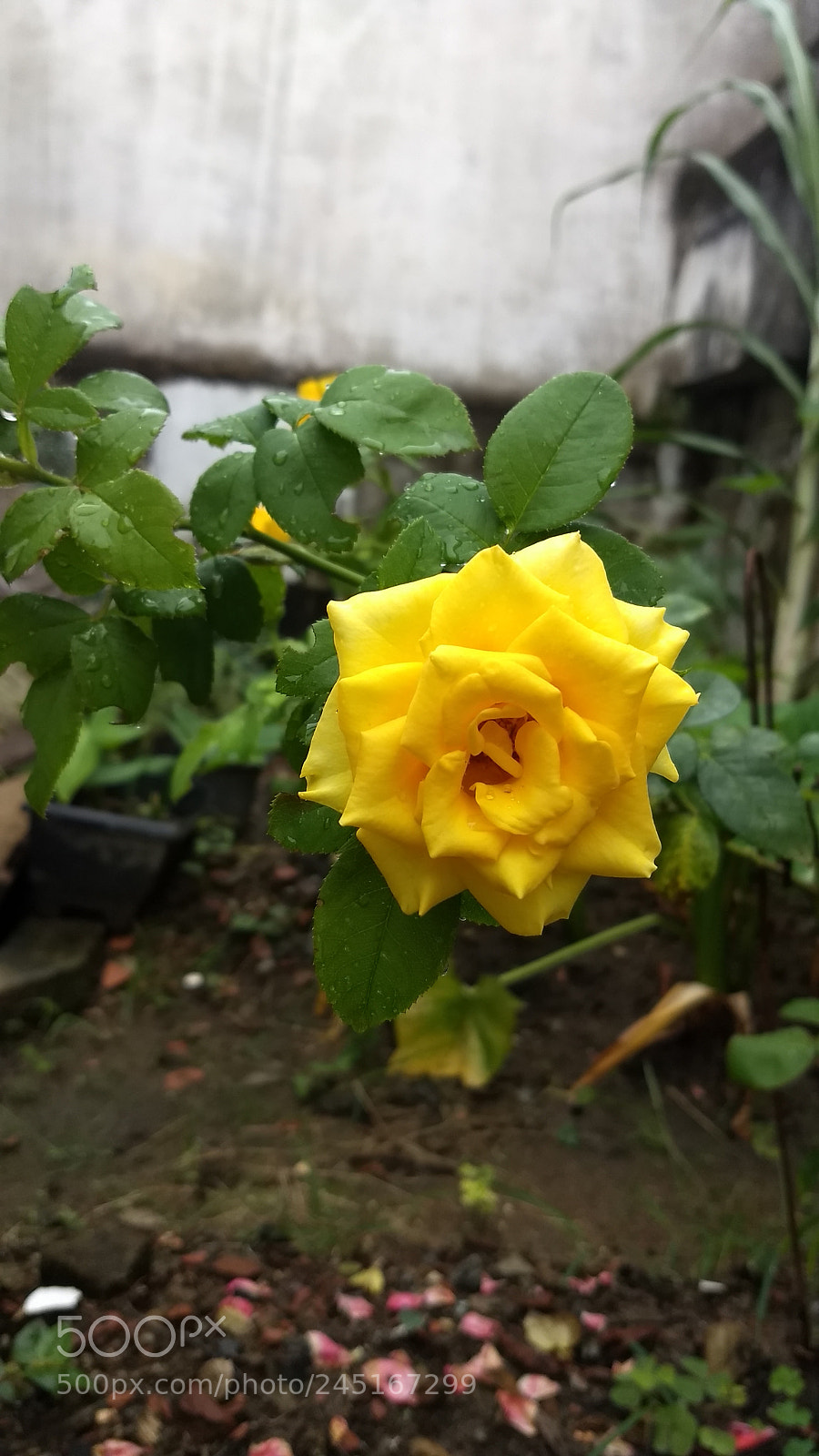 Motorola Moto Z (2) Play sample photo. Yellow photography