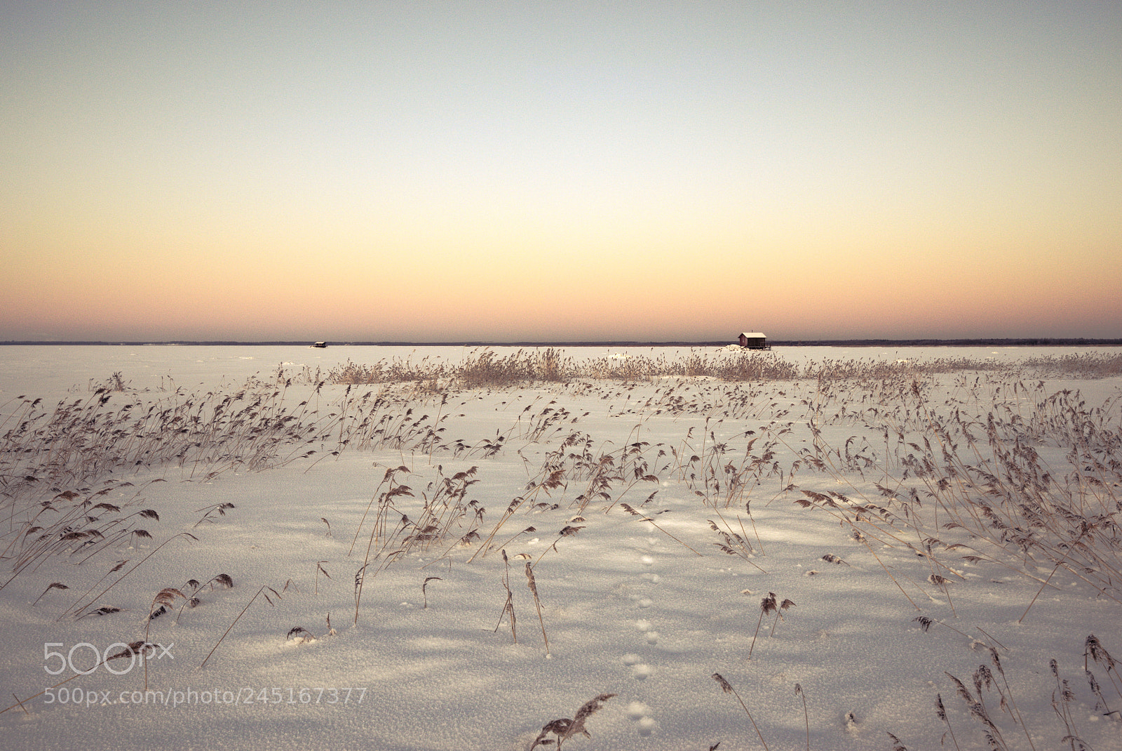 Pentax K-1 sample photo. Reeds at last sunlight photography