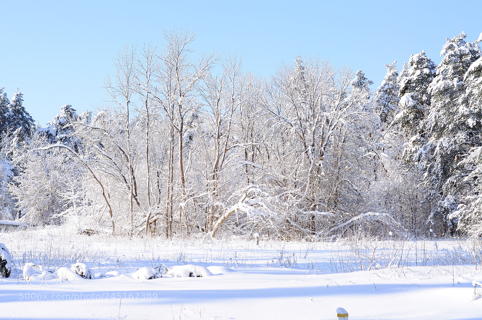 Nikon D5000 sample photo. Winter photography