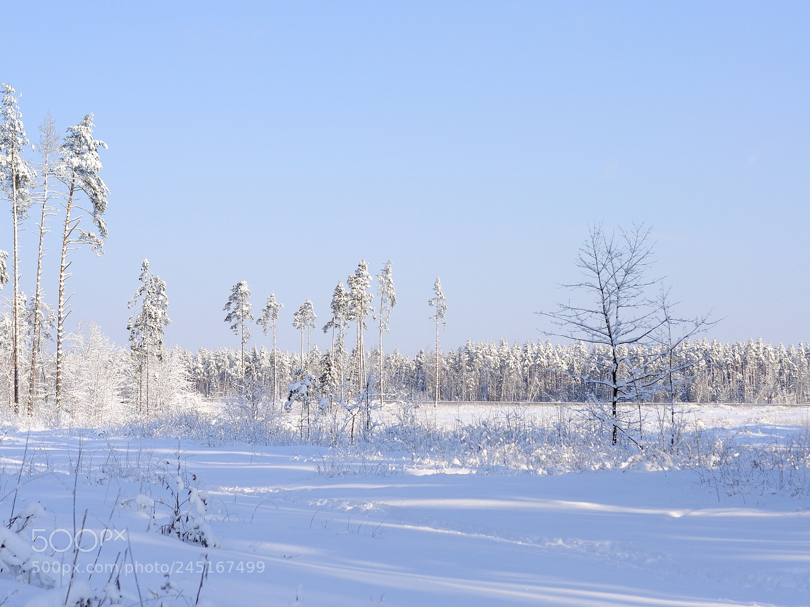Nikon D5000 sample photo. White forest photography