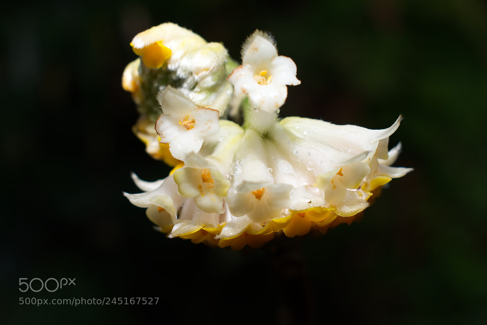 Nikon D3400 sample photo. In-closeness photography