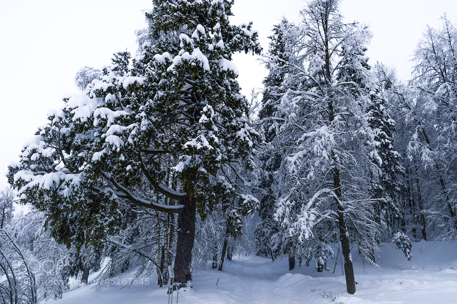 Leica SL (Typ 601) sample photo. Russian winter photography