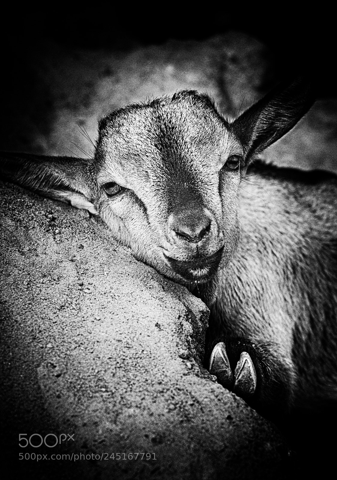 Nikon D800 sample photo. Goat photography
