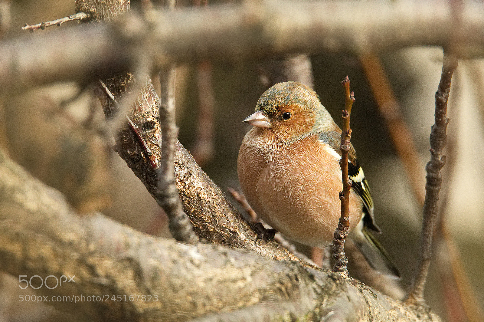 Nikon D500 sample photo. Fringuello maschio photography
