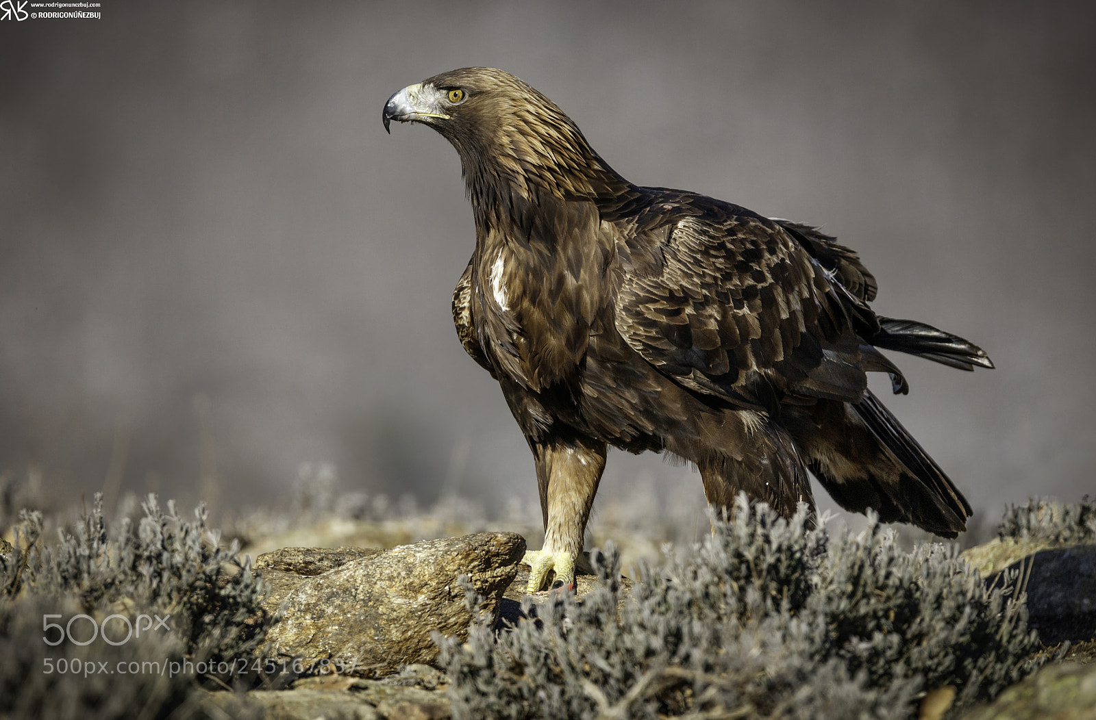 Canon EOS 5DS R sample photo. Aquila regina avium est photography