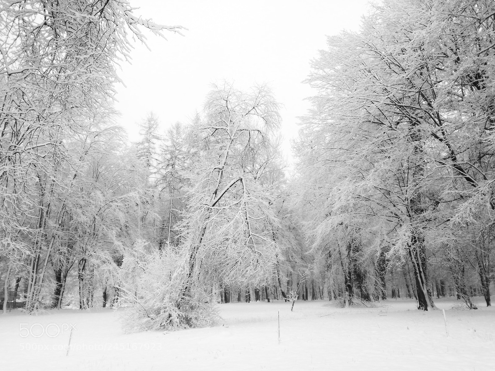 HUAWEI P9 LITE sample photo. Broken tree photography