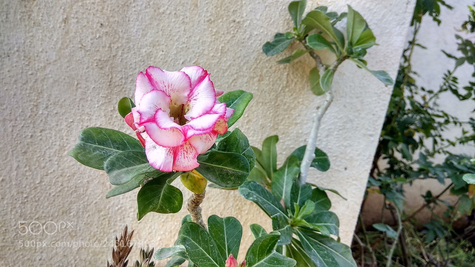 Xiaomi Redmi Note 4 sample photo. Multi colour flower photography