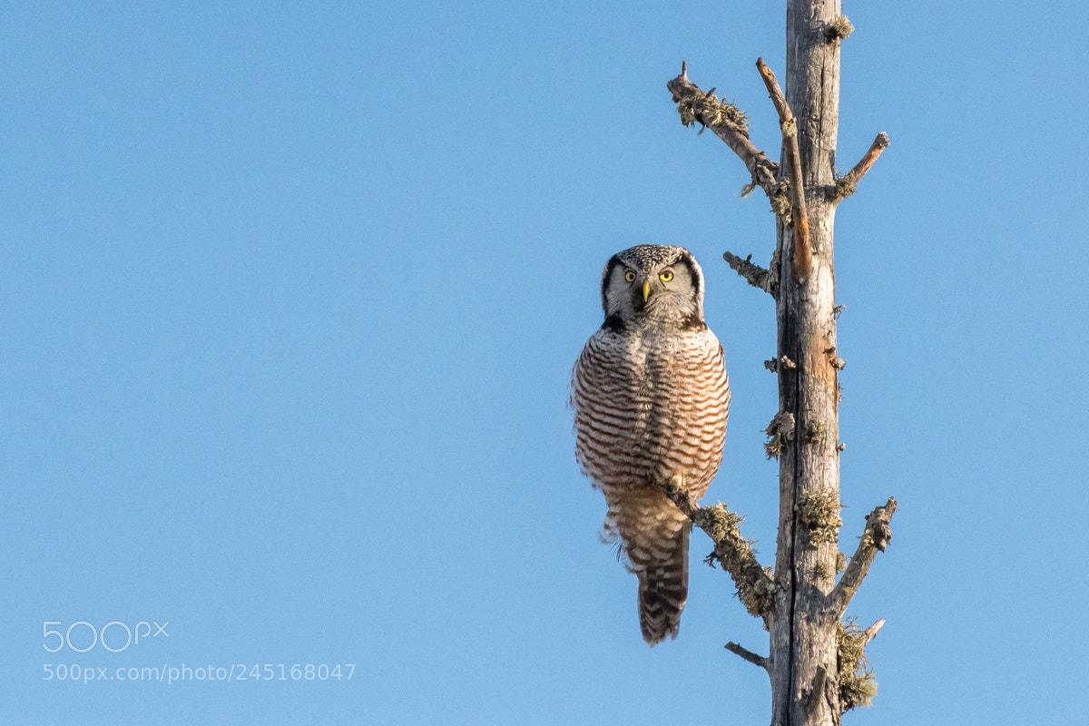Nikon D500 sample photo. Northern hawk owl photography