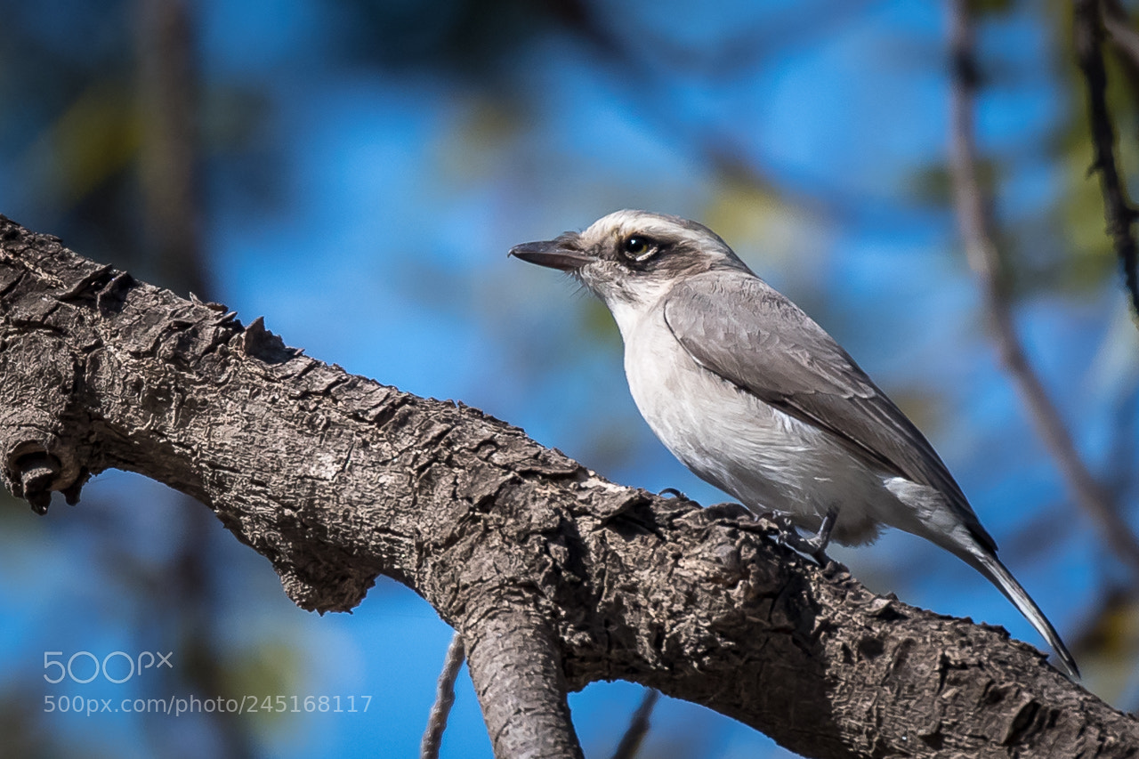 Nikon D500 sample photo. Common woodshrike photography