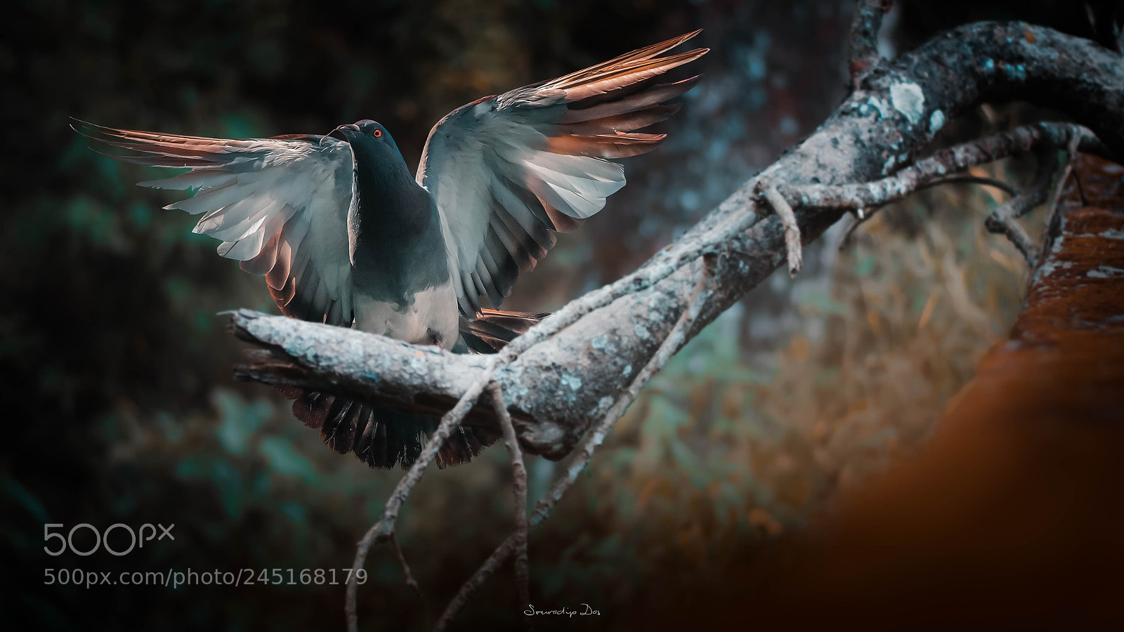 Nikon D7100 sample photo. The flight of freedom photography