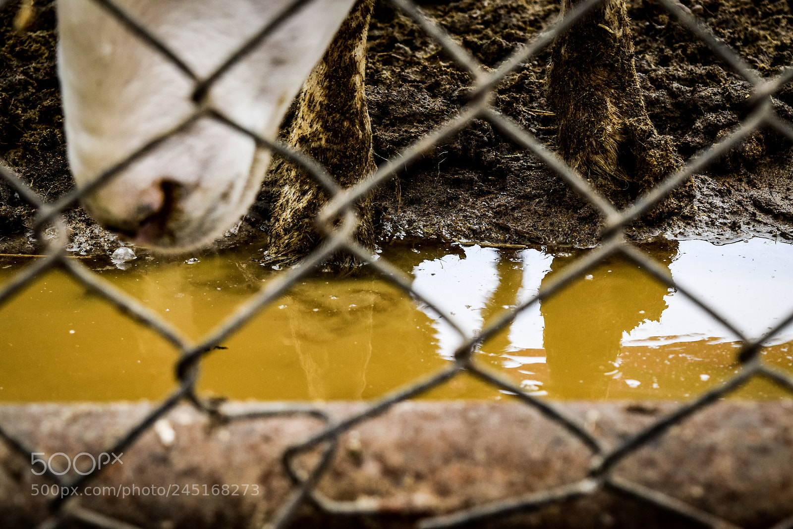 Nikon D5500 sample photo. Borrego photography