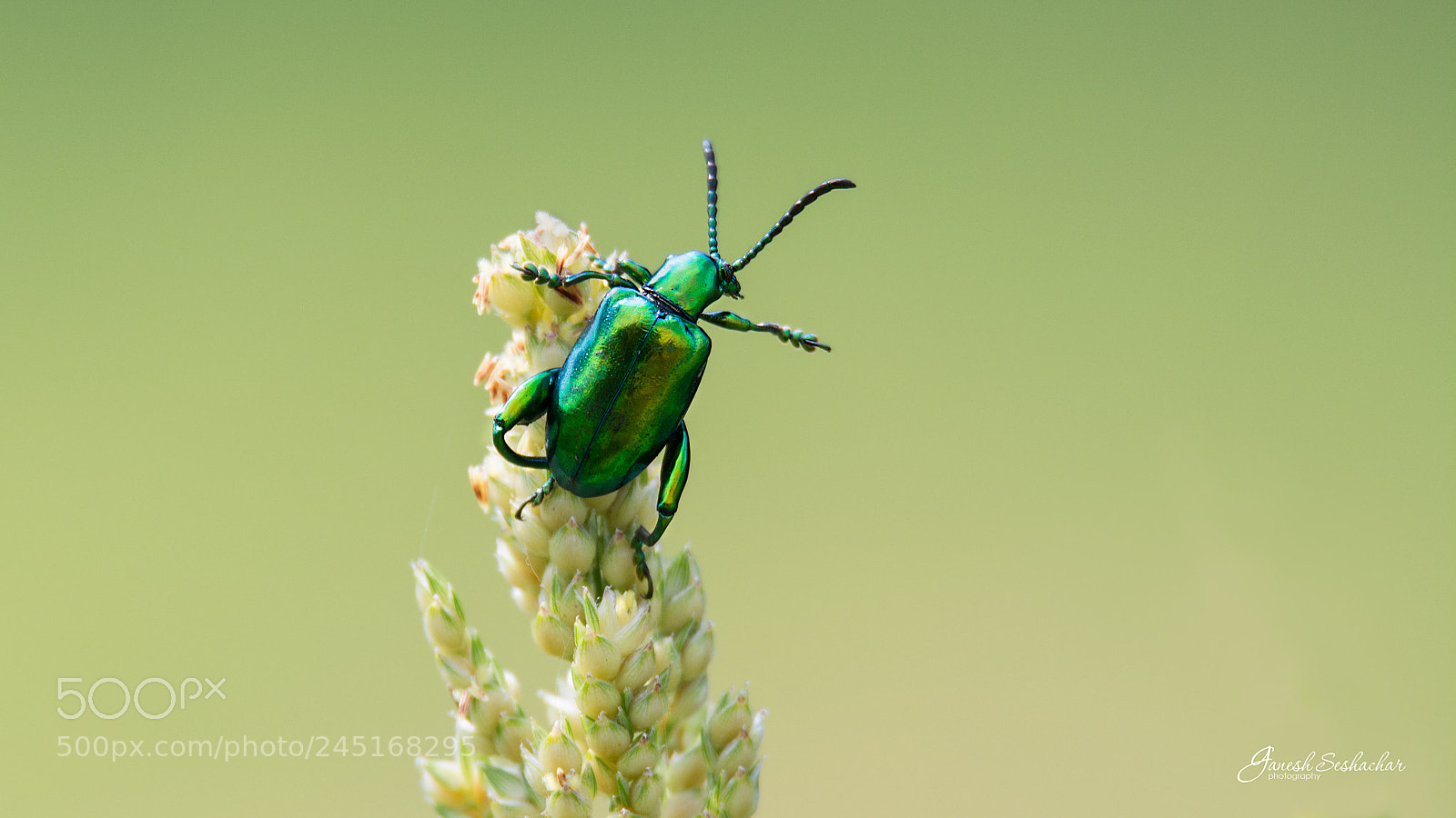 Nikon D7100 sample photo. Frog legged beetle photography