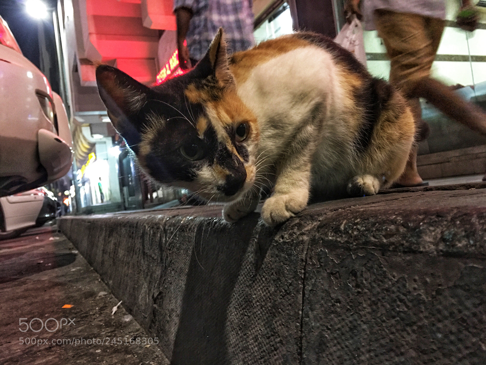 Apple iPhone 6s Plus sample photo. Lonely cat photography