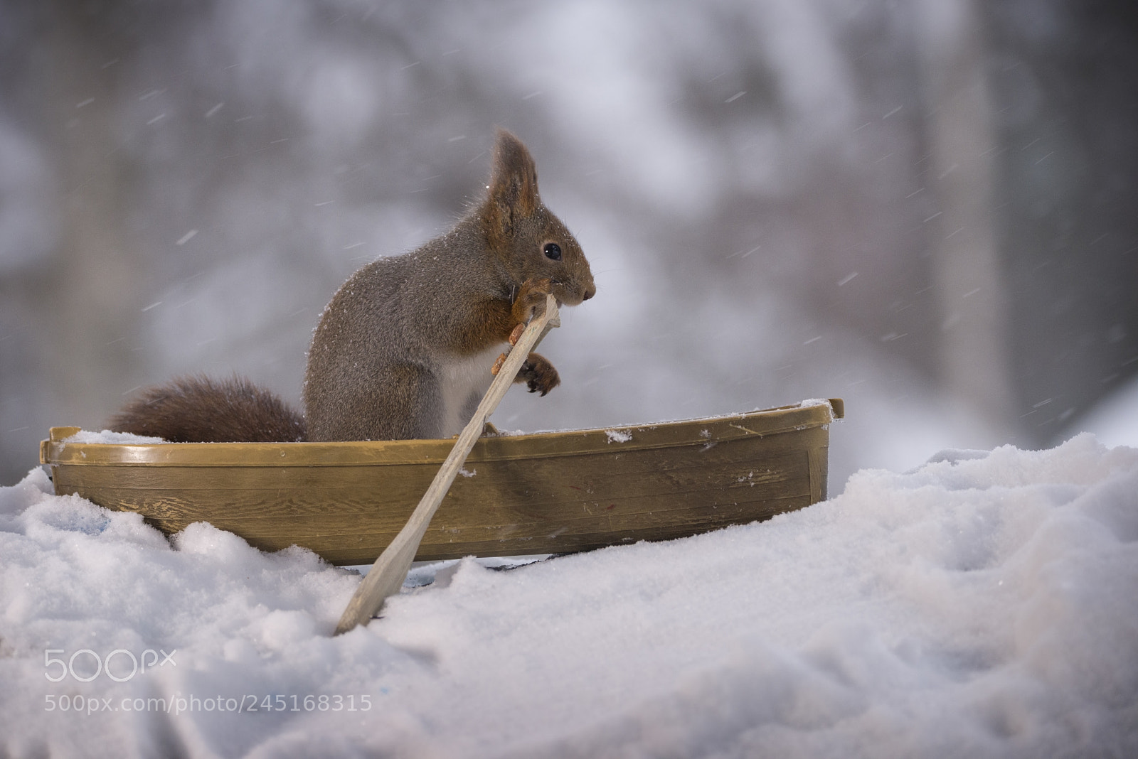 Nikon D810 sample photo. Red squirrel with a photography