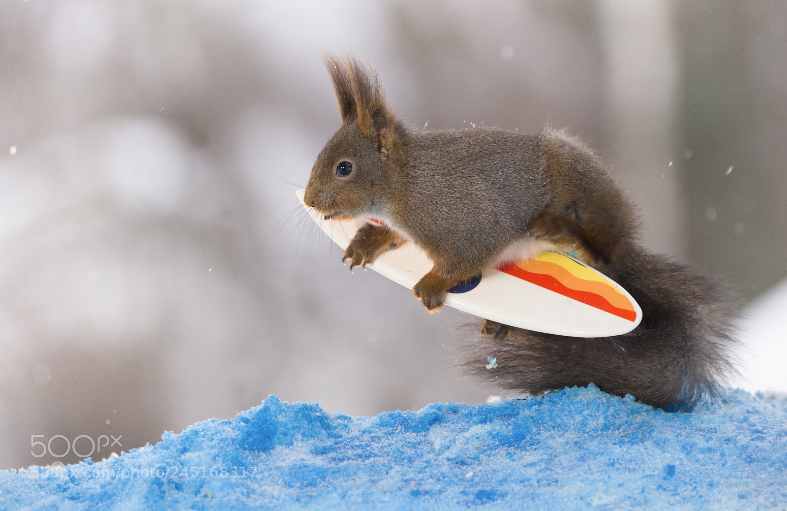 Nikon D810 sample photo. Red squirrel holding on photography