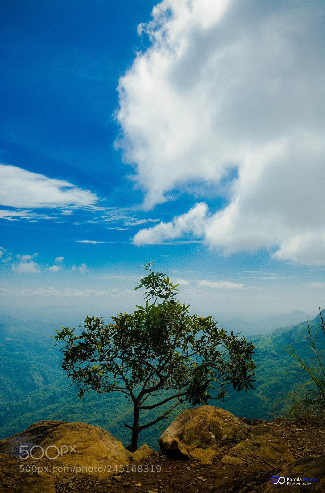 Nikon D5200 sample photo. Standing tall photography