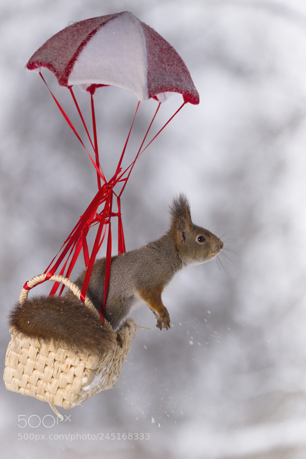 Nikon D810 sample photo. Red squirrel in basket photography